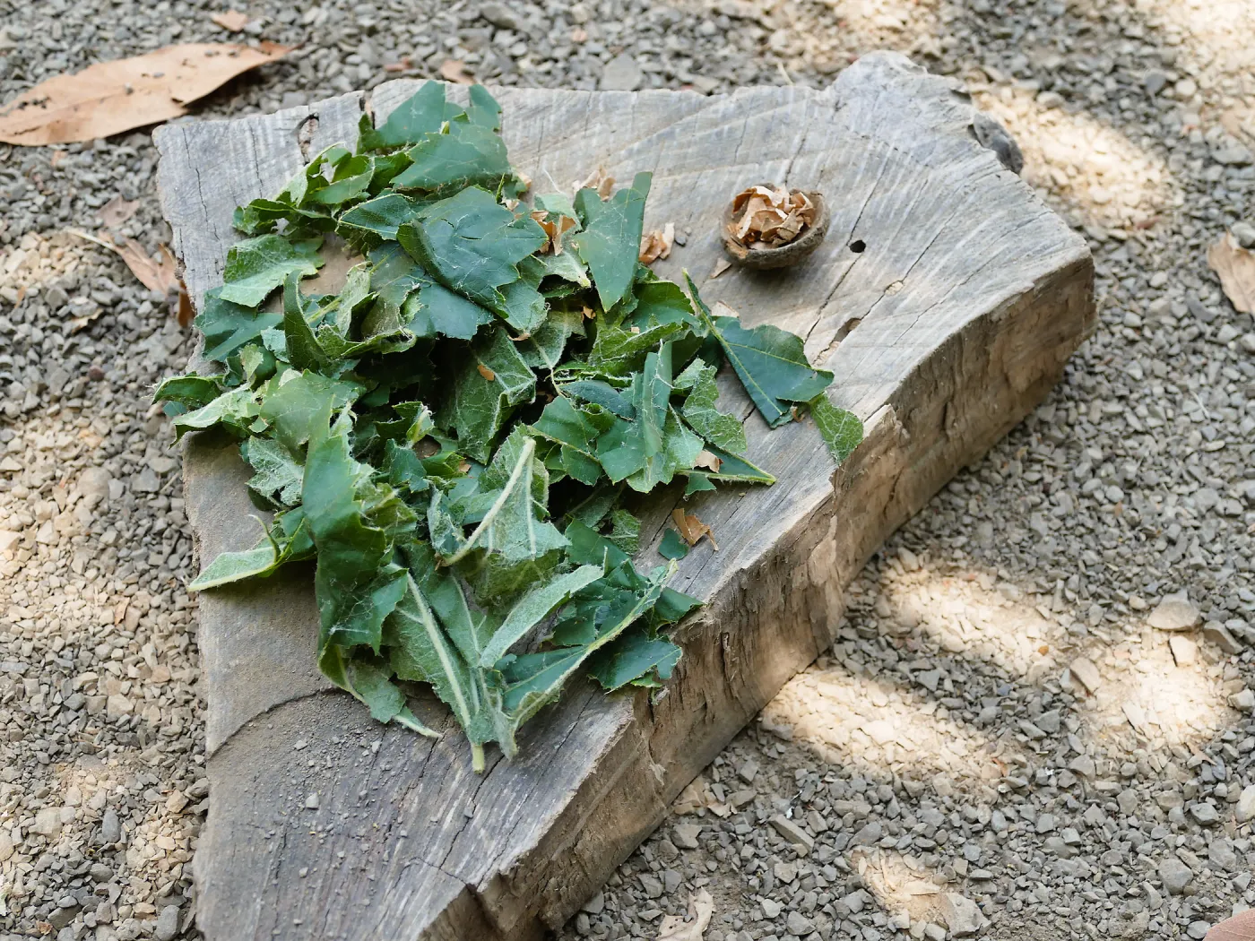 Acorn Adventurers Summer Camp, make-believe salad from restaurant game in the Woodrat House casita