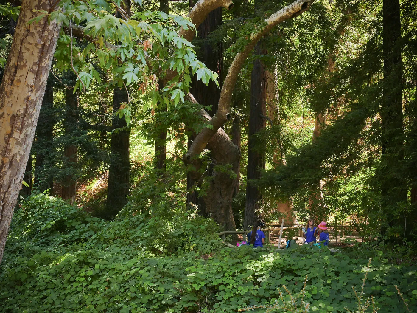 Plantastic Problem Solvers Summer Camp, biomimicry journaling activity