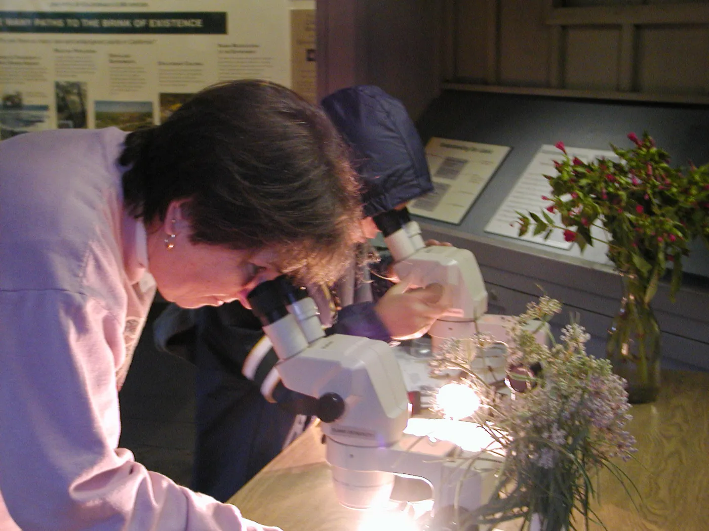Great Garden Nature Night, lab in Information Kiosk