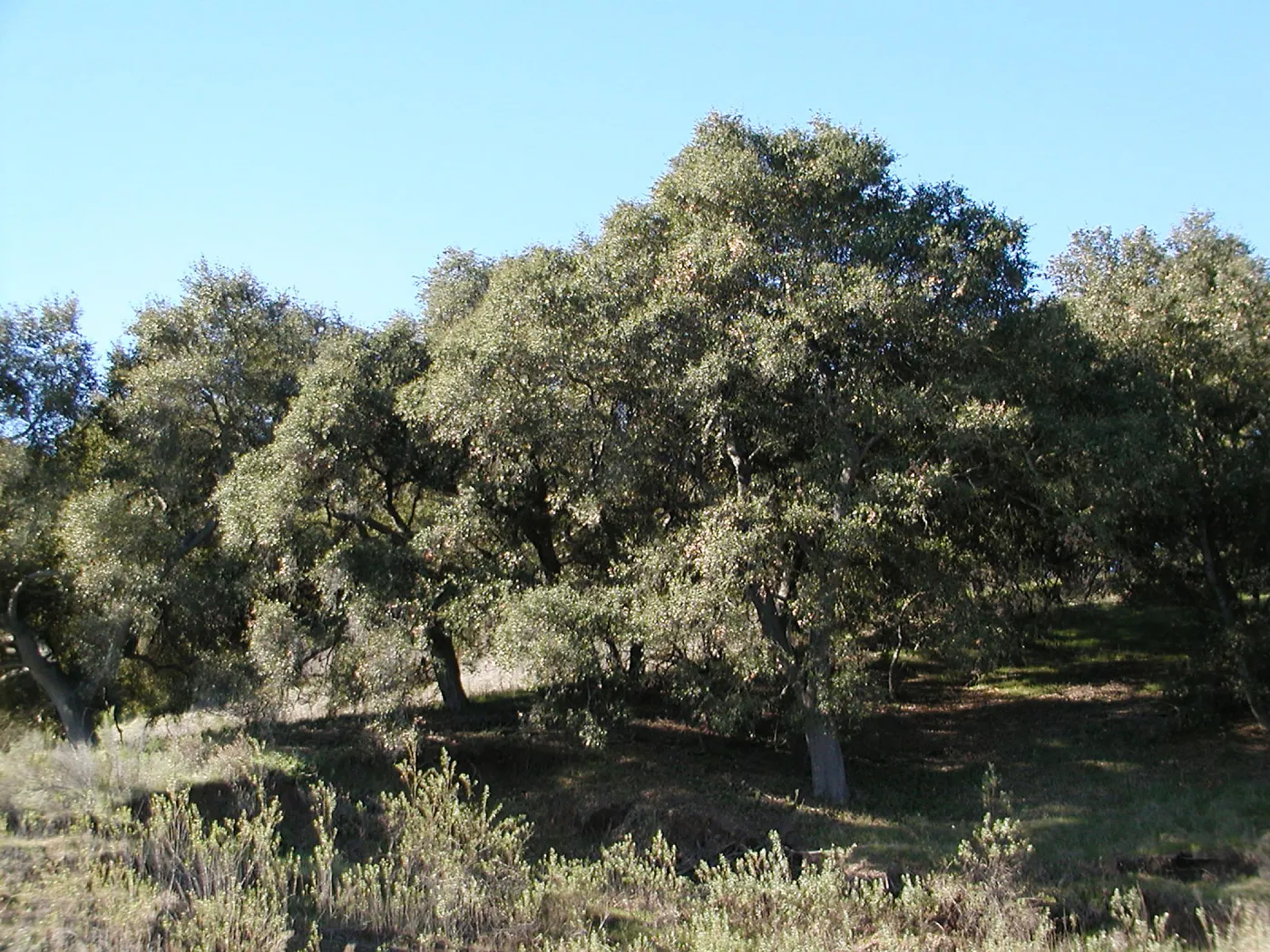 Lake Casitas boat tour, oak trees on shore