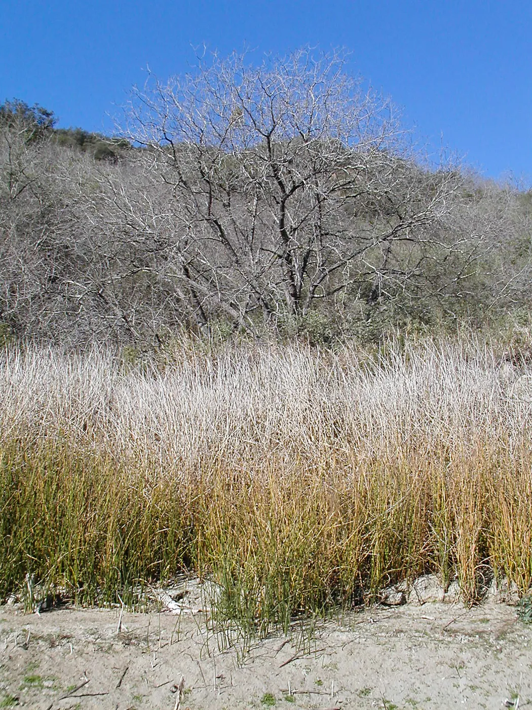 Lake Casitas boat tour, Tule on shore