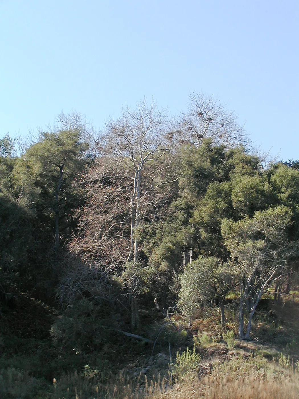 Lake Casitas boat tour, trees on shore