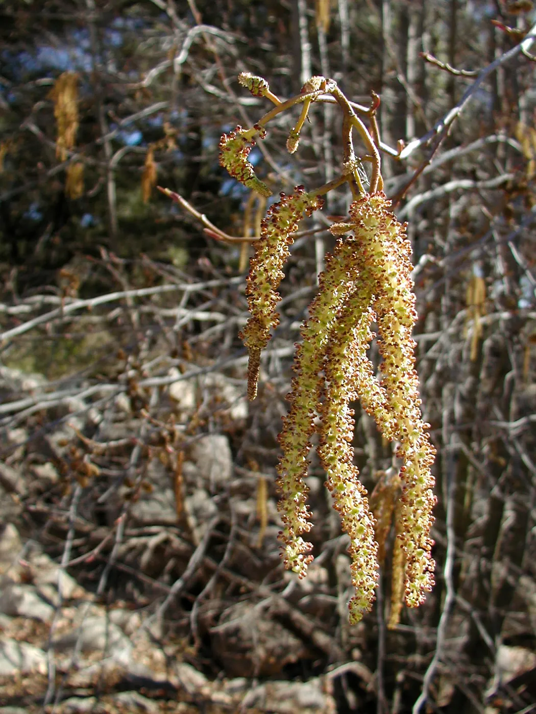 Lake Casitas boat tour, Alder male catkins