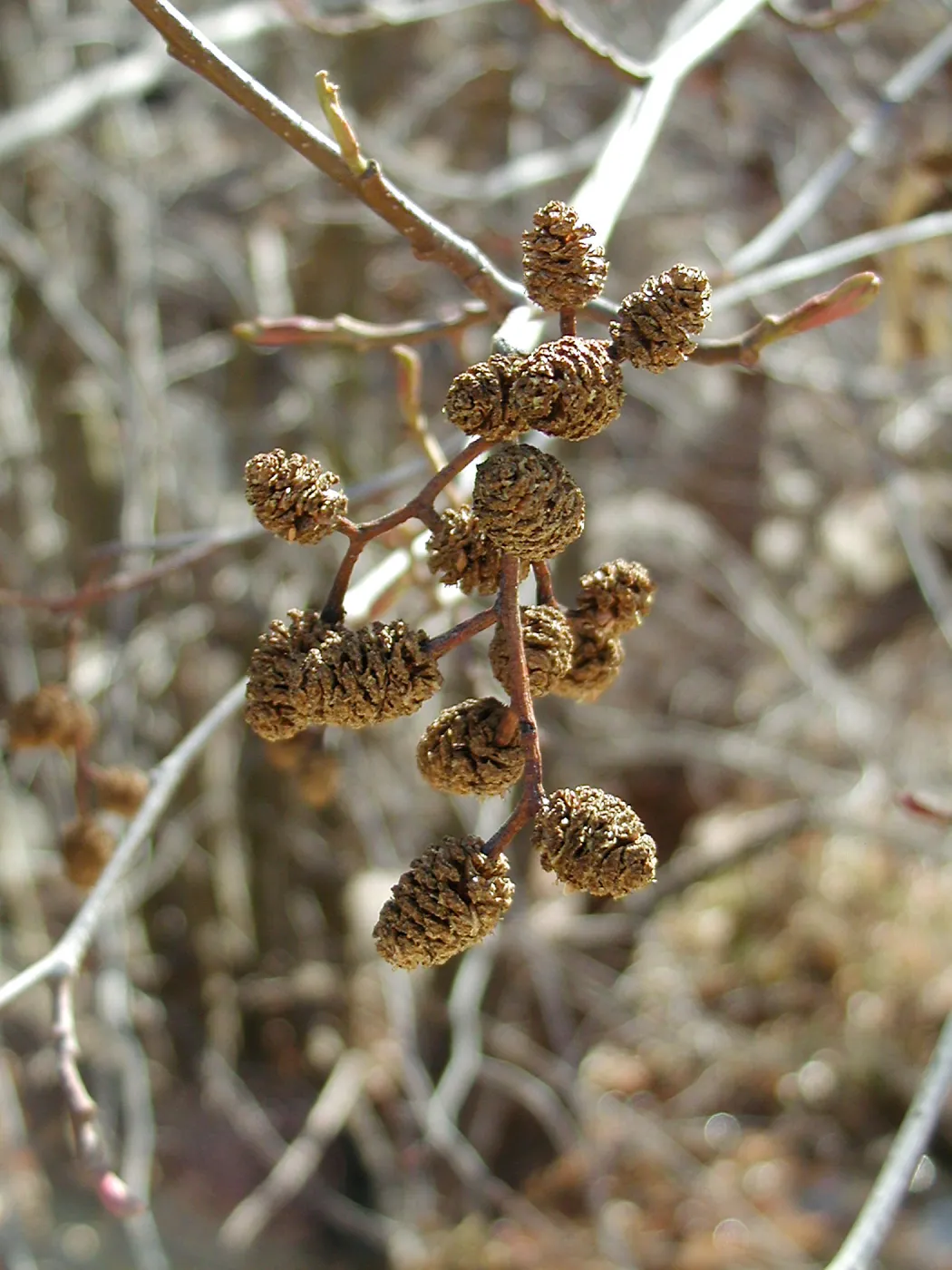 Lake Casitas boat tour, Alder cones