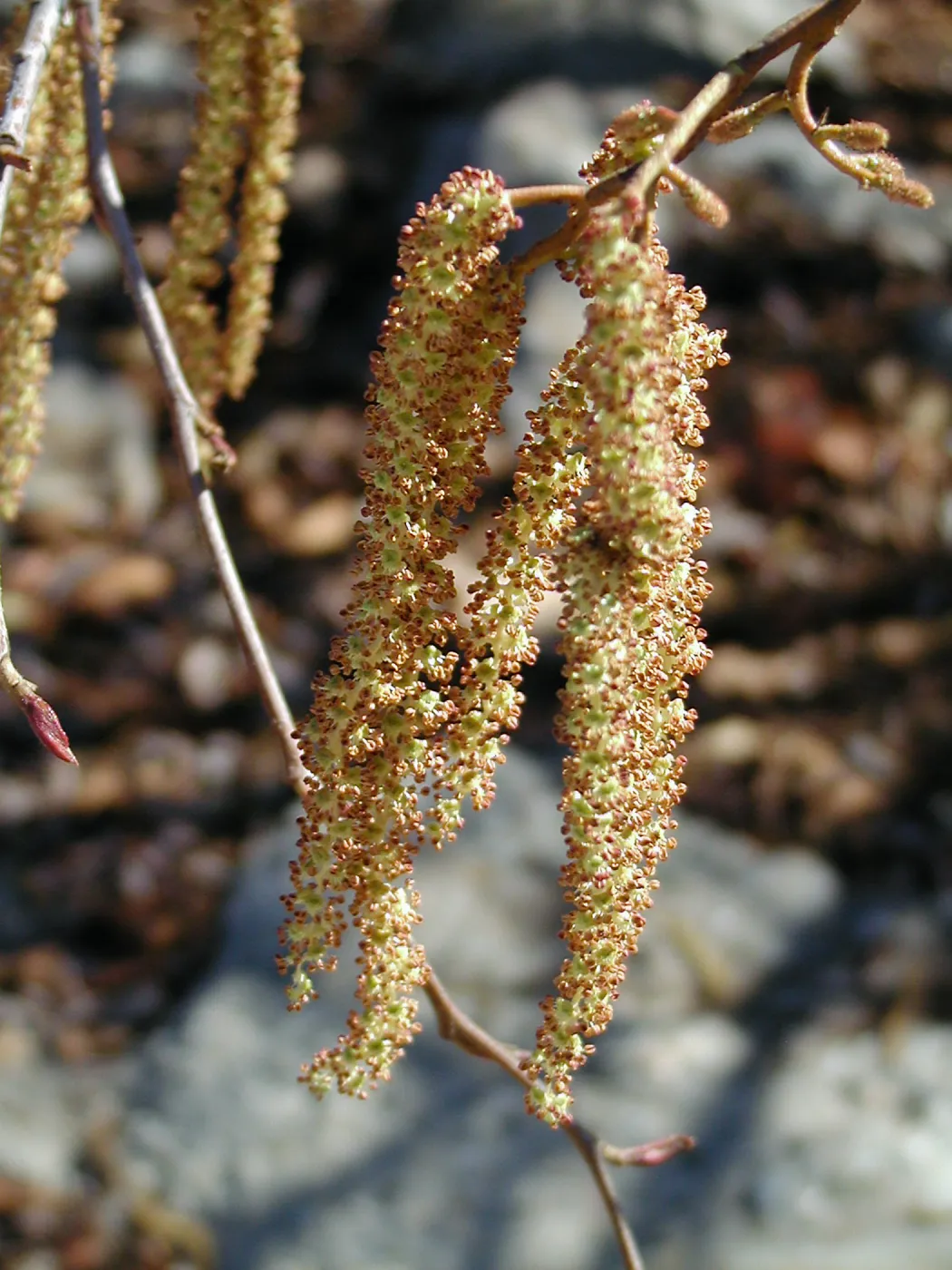 Lake Casitas boat tour, Alder male catkins
