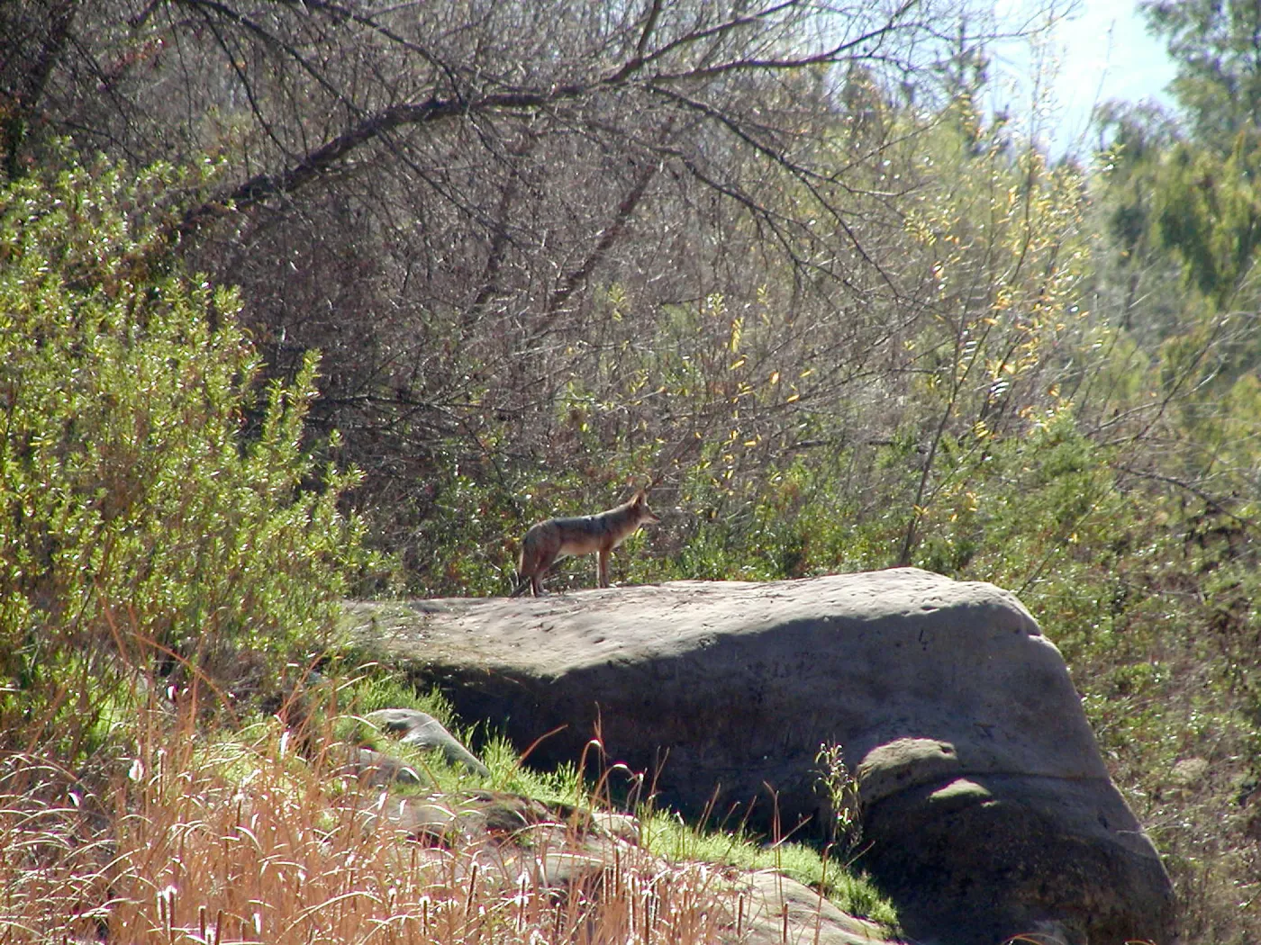 Lake Casitas boat tour, Coyote