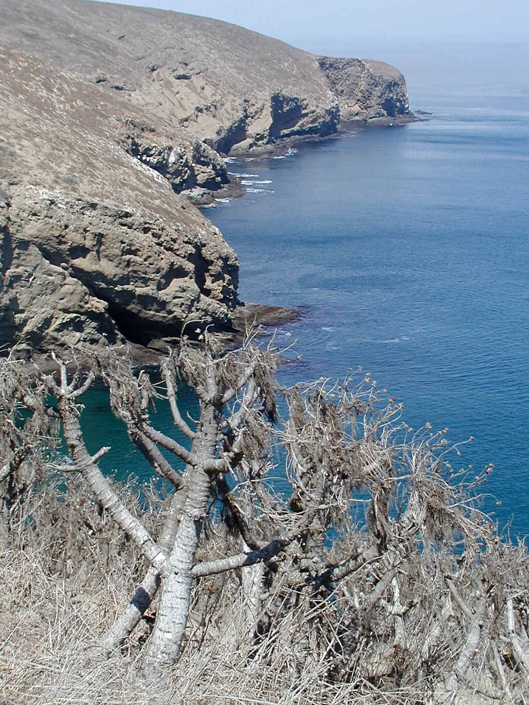 Santa Barbara Island trip, above dock