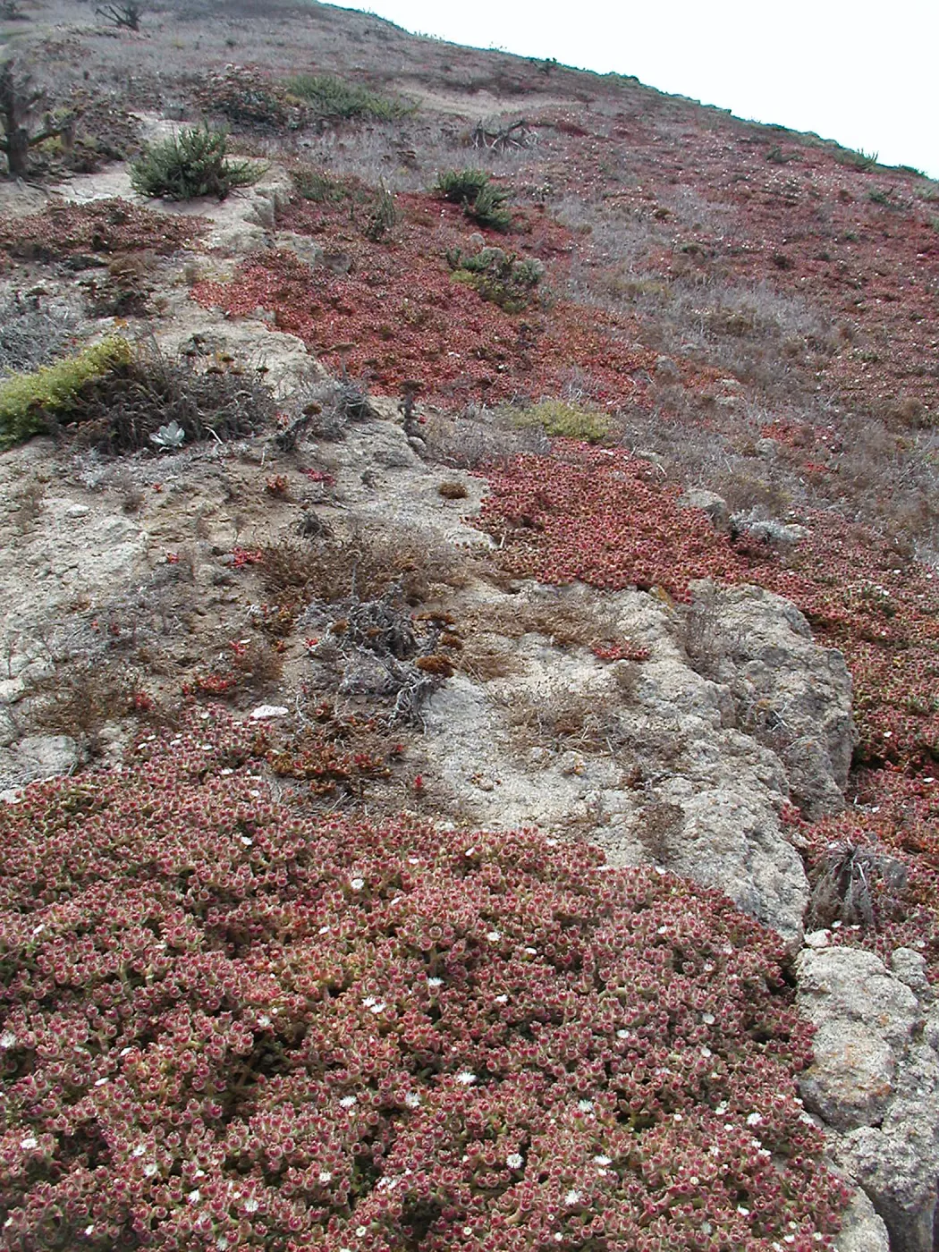 Santa Barbara Island trip 