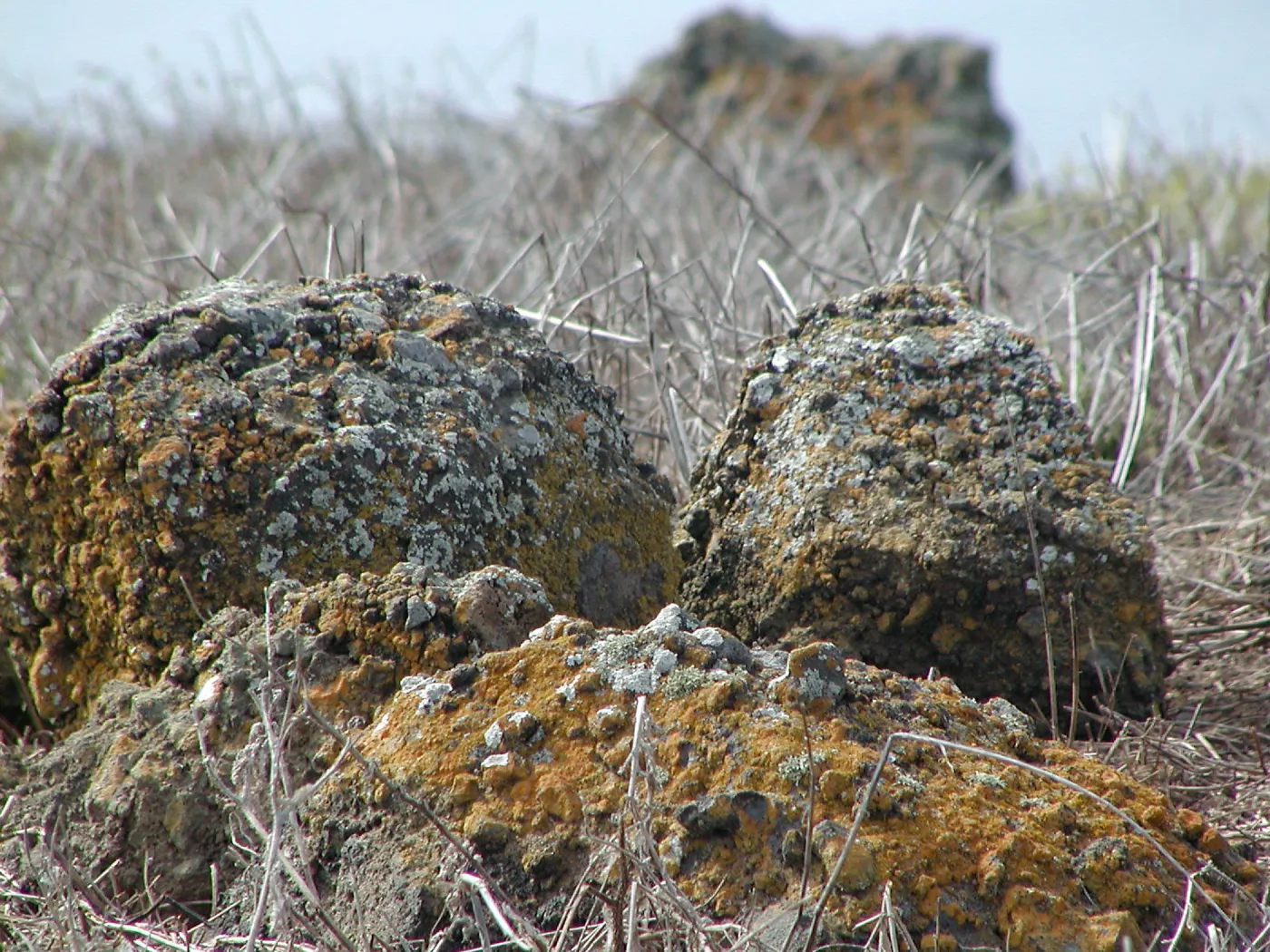 Santa Barbara Island Trip
