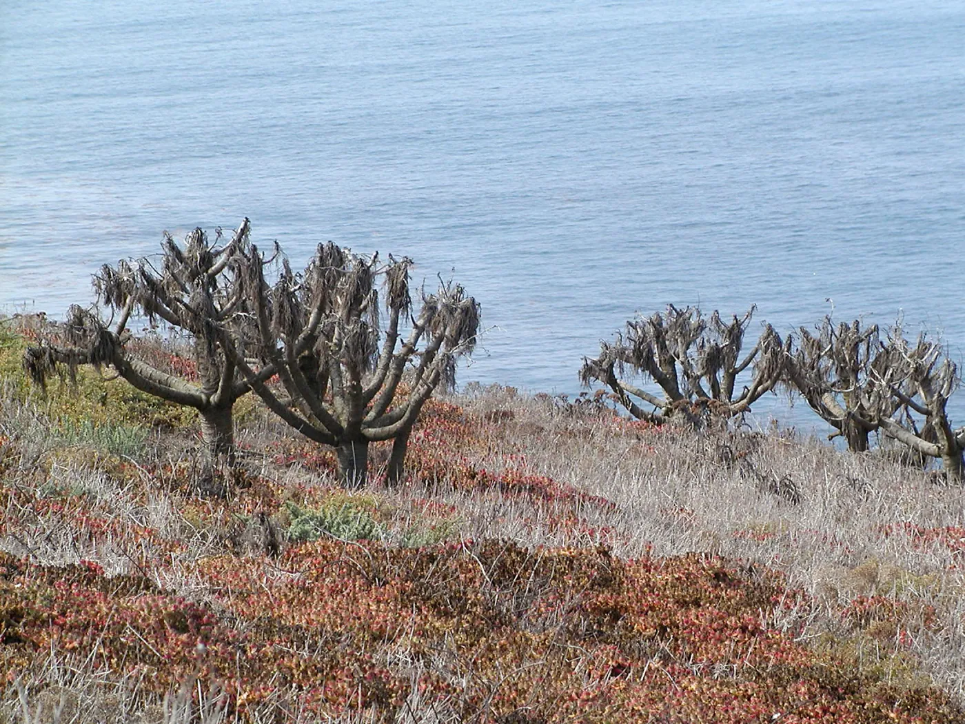 Santa Barbara Island Trip, dormant coreopsis