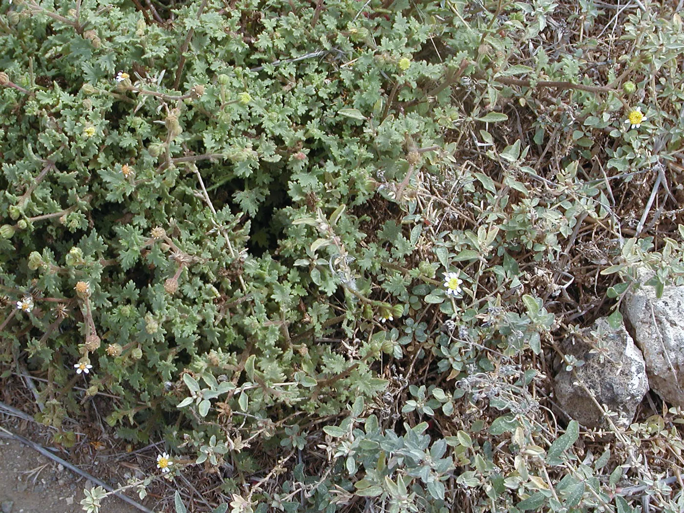 Santa Barbara Island Trip, Mystery Plant