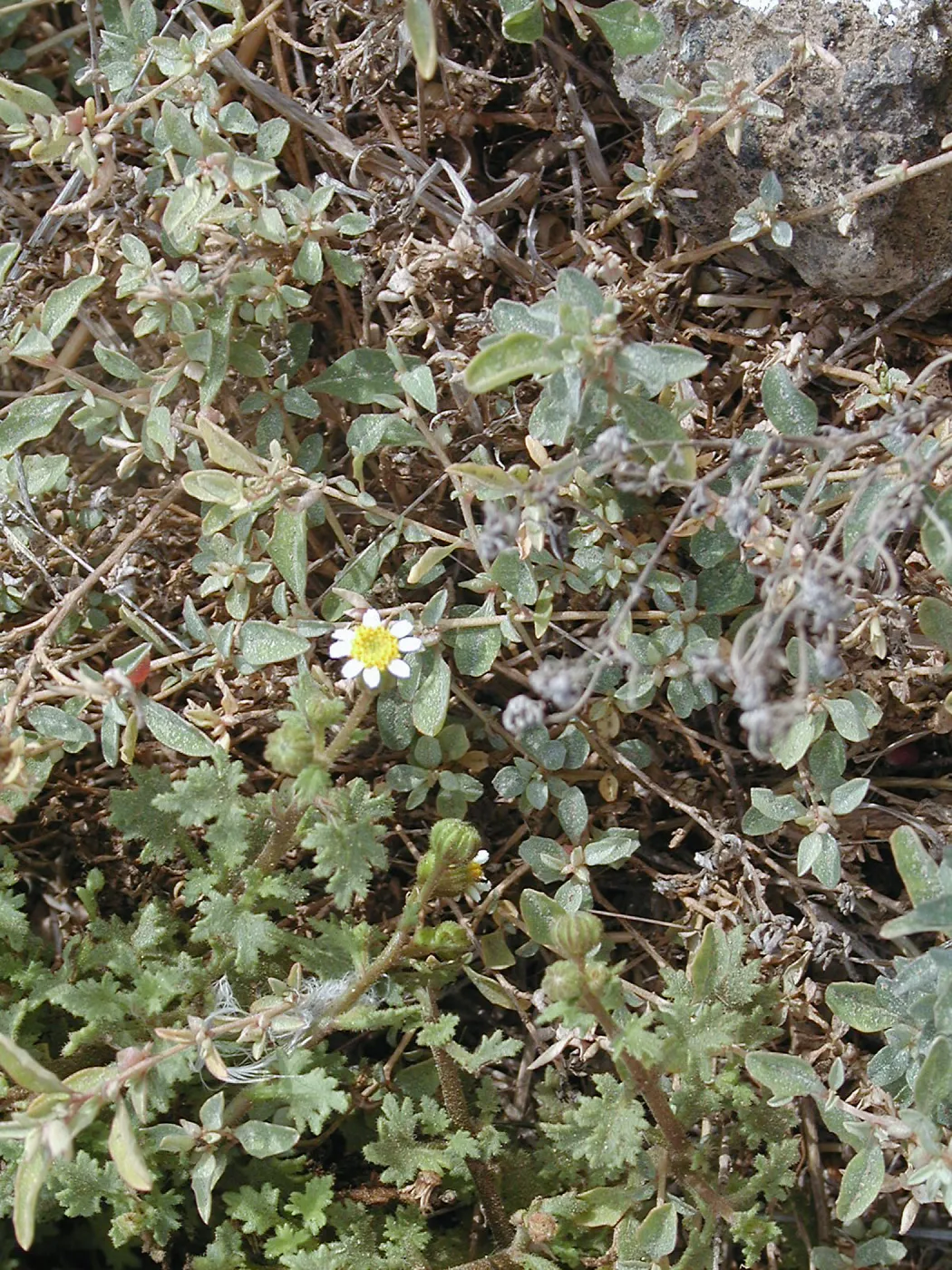 Santa Barbara Island Trip, Mystery Plant