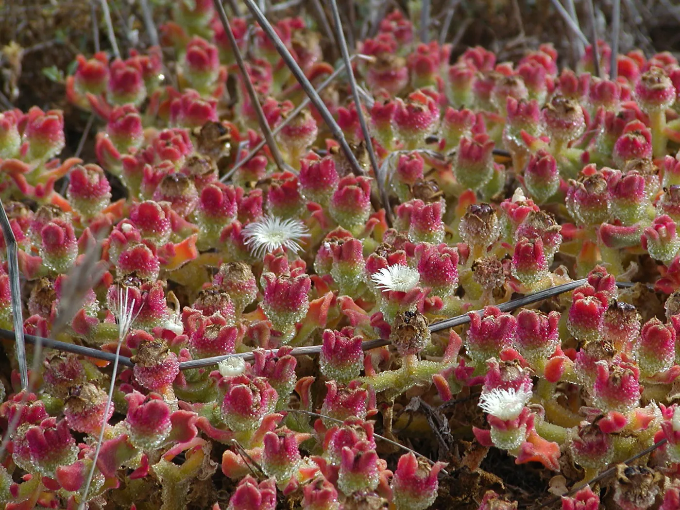 Santa Barbara Island Trip, Crystal Iceplant