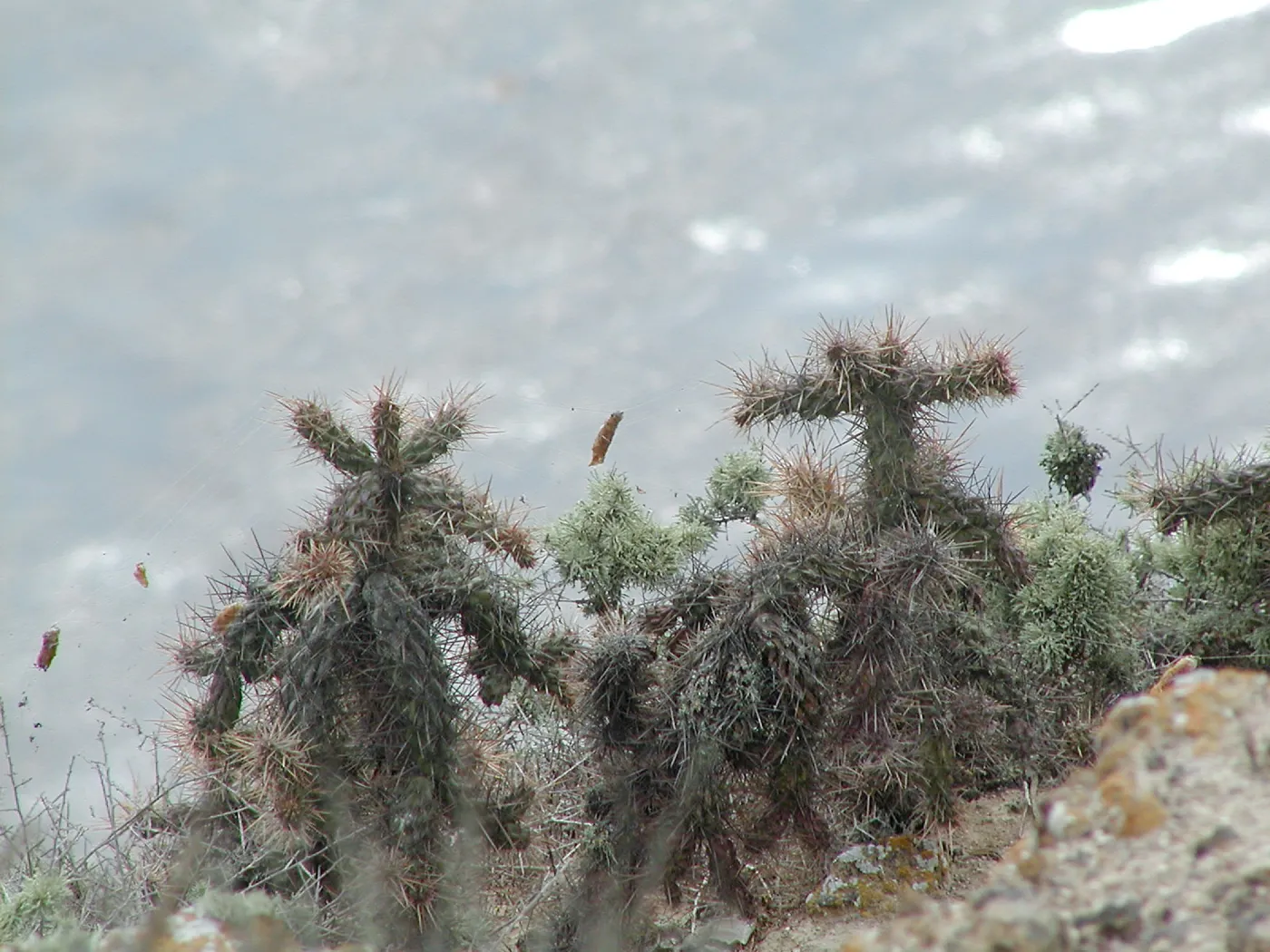 Santa Barbara Island Trip, cactus