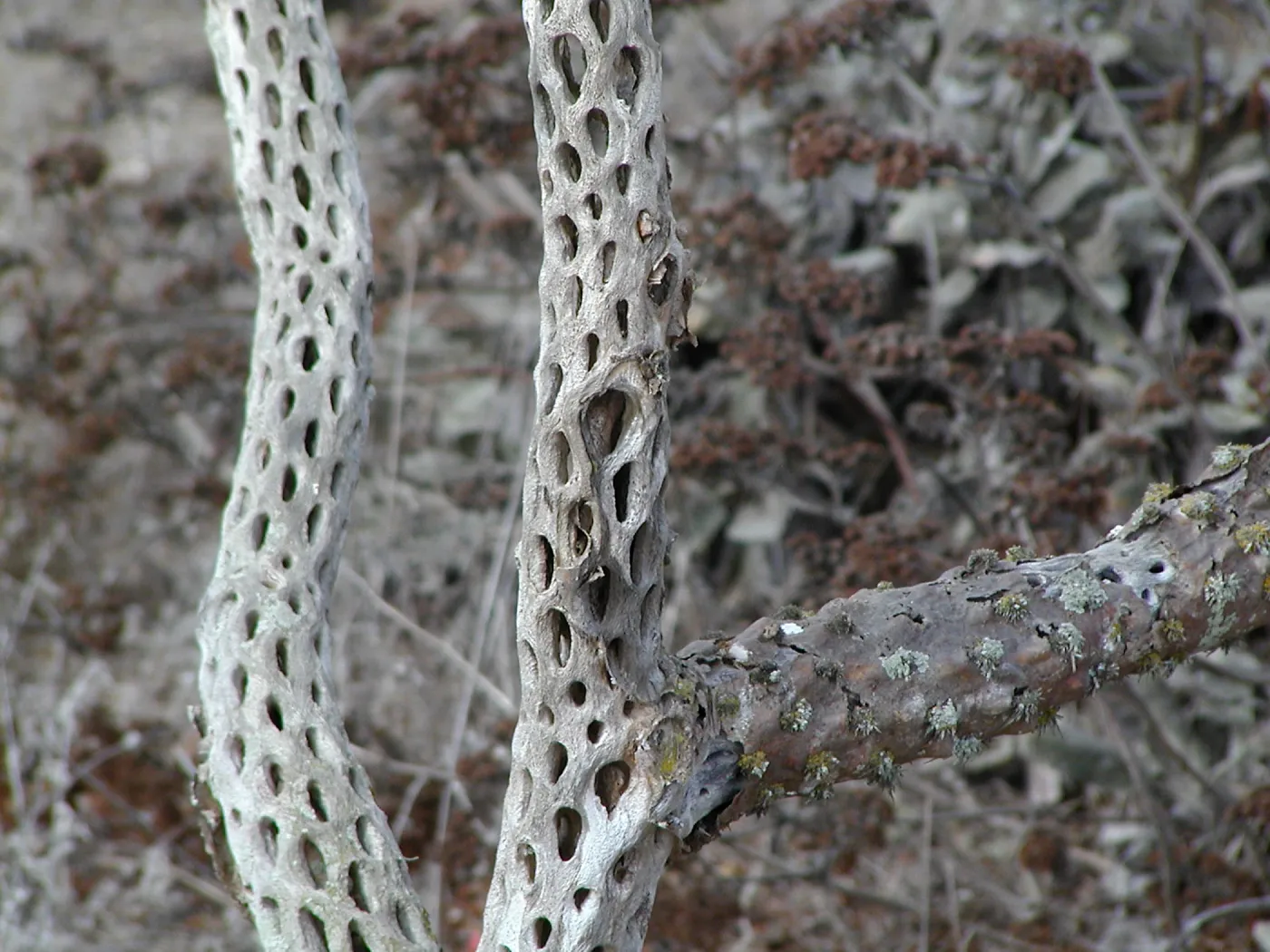 Santa Barbara Island Trip, Cactus skeleton