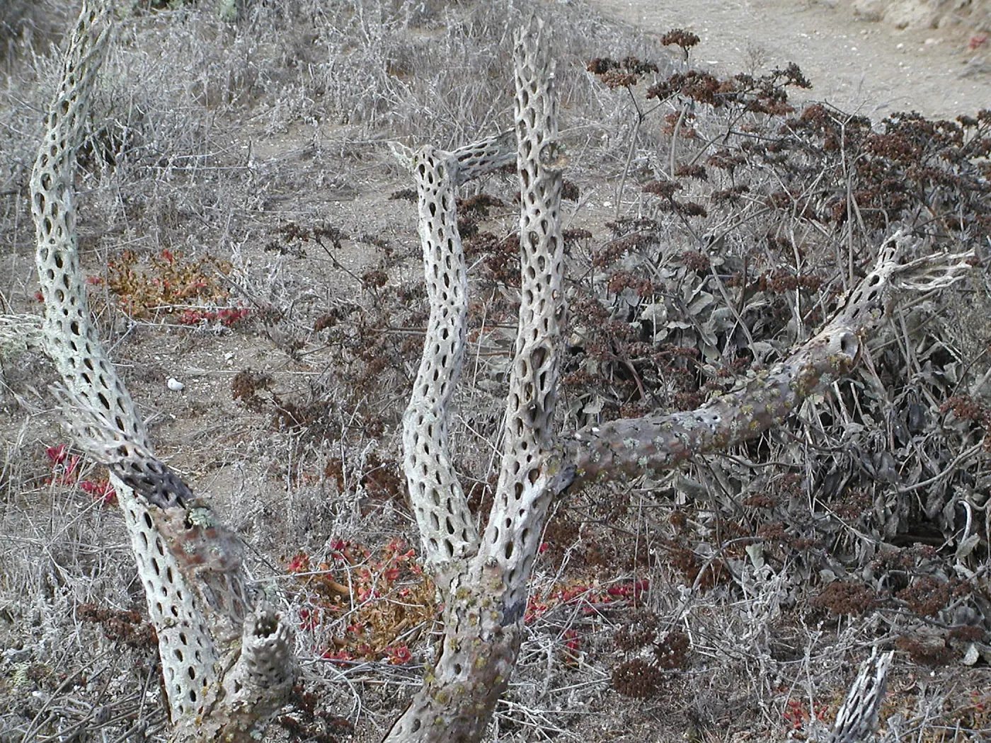 Santa Barbara Island Trip, cactus skeleton