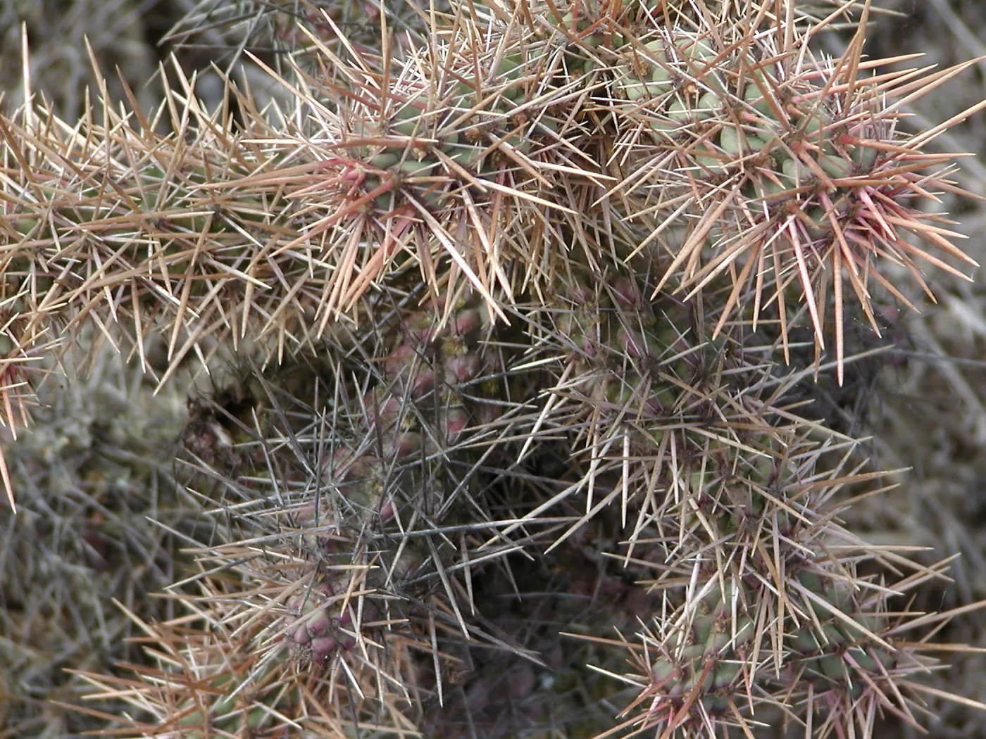 Santa Barbara Island Trip, Coastal cholla