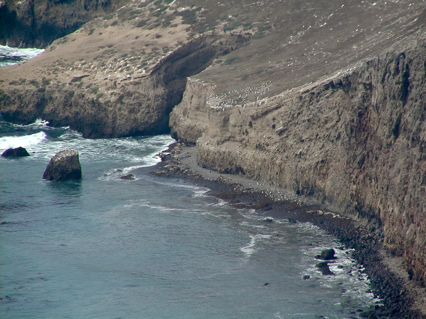 Santa Barbara Island Trip, Sea Lions