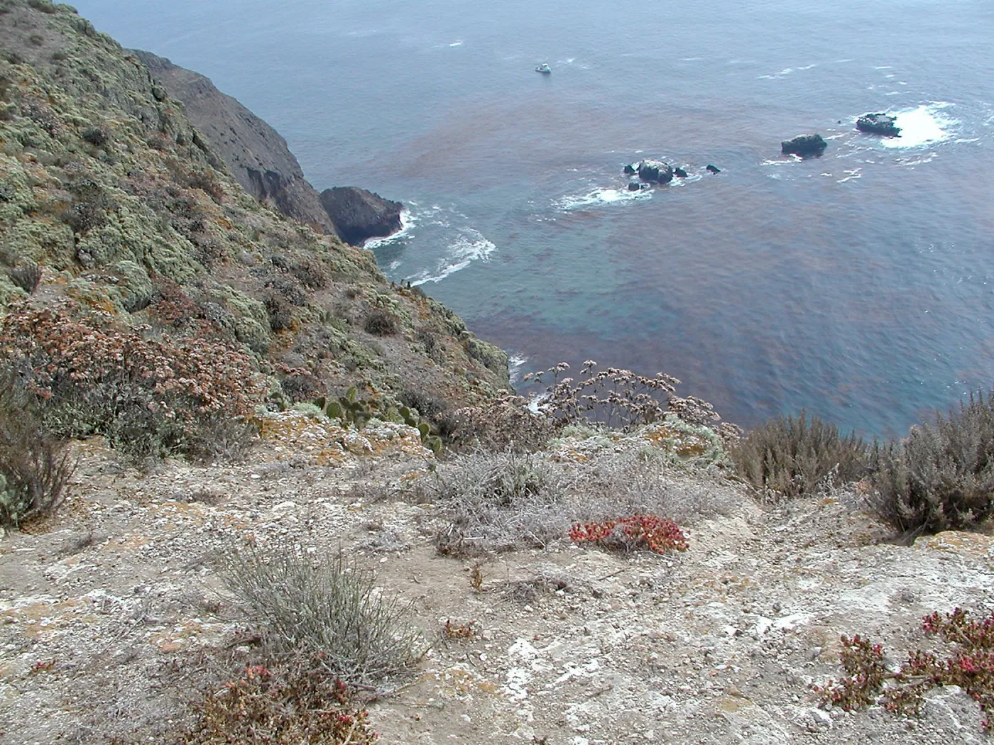Santa Barbara Island Trip, south end of island