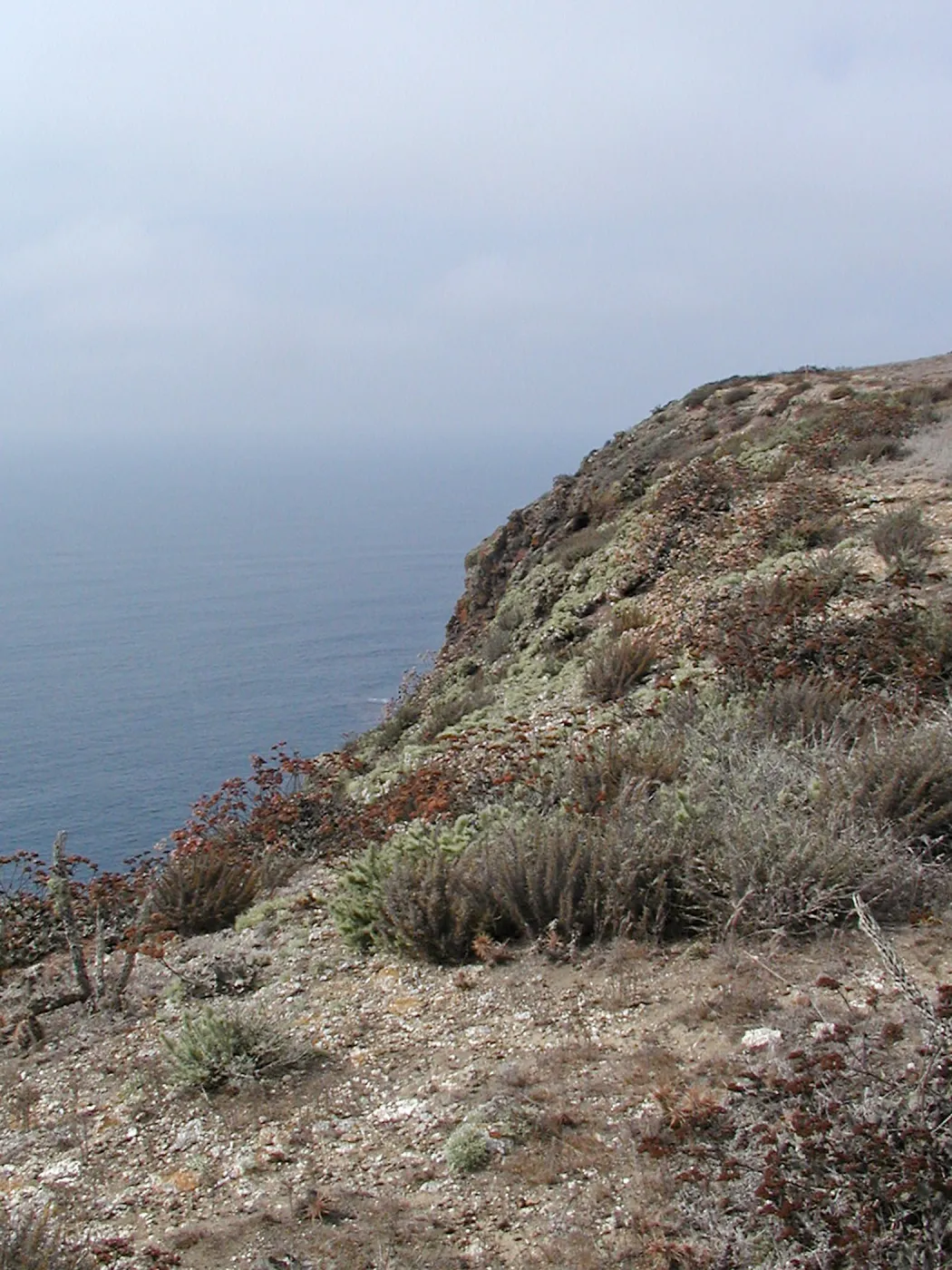 Santa Barbara Island Trip