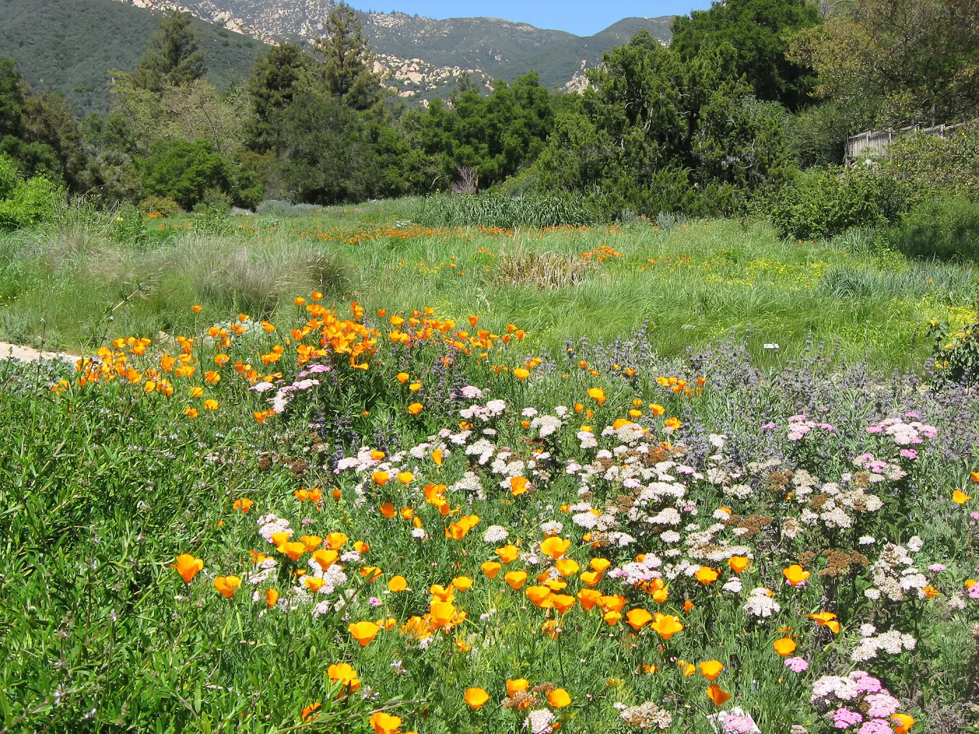 Meadow