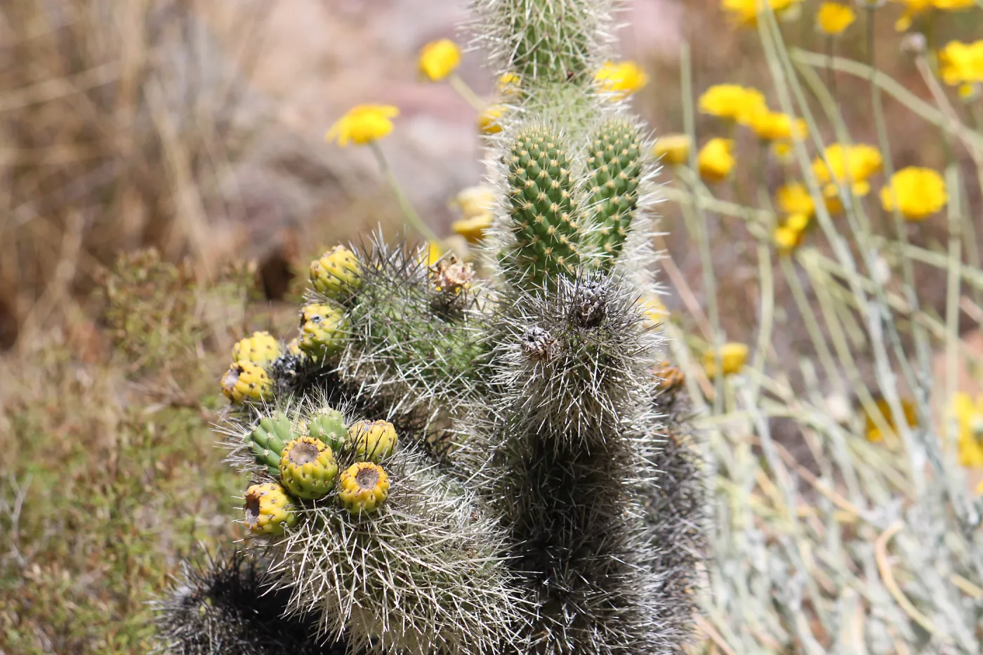 Jumping ChollaOpuntia bigelovii
