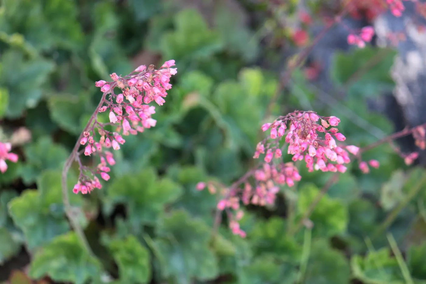 Heuchera