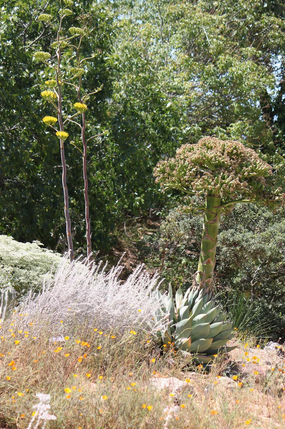 Agave margaritae and Agave sebastiana in the Dudleya Display