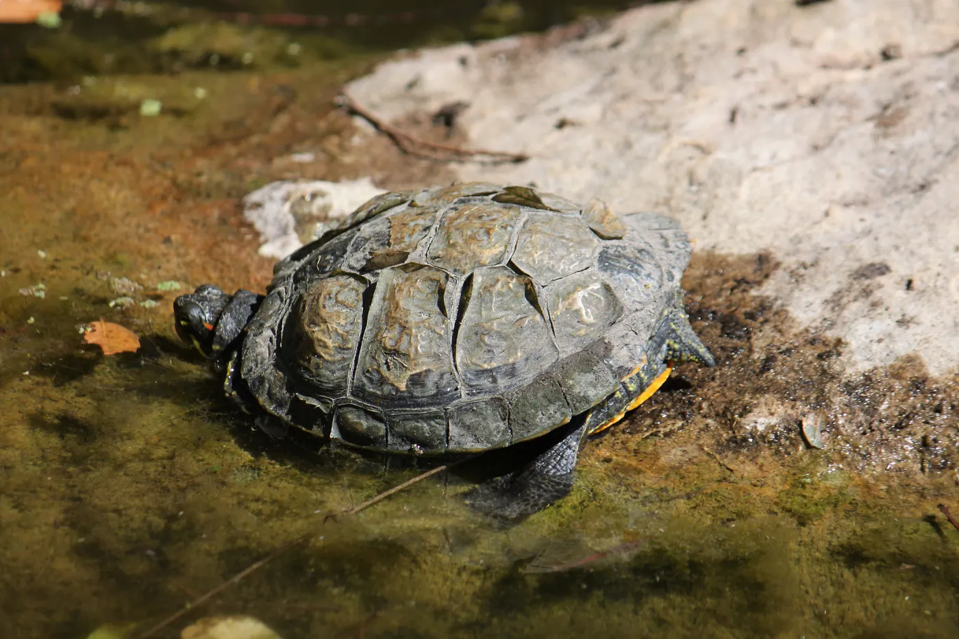 Turtle in Pond