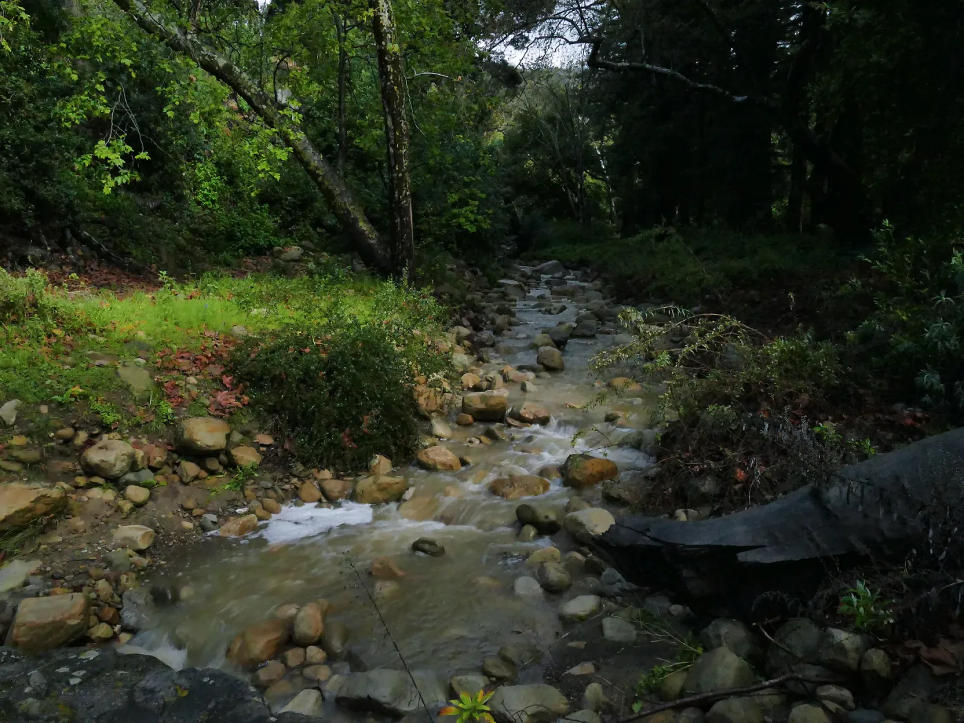 Rain-swollen Mission Creek just above the Mission Dam