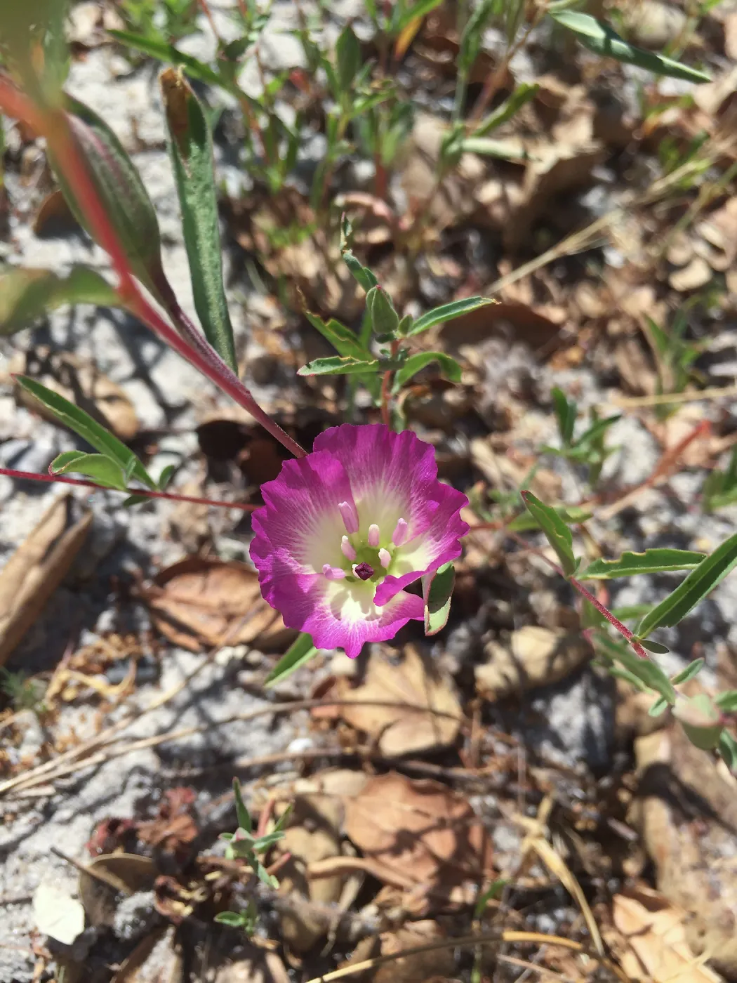 Pismo Clarkia