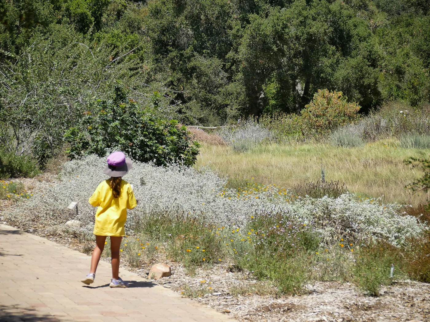 Create in Nature Summer Camp Meadow Painting Activity
