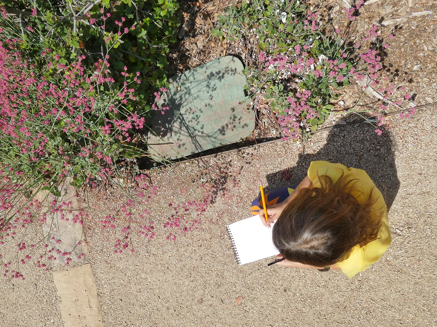 Jr. Naturalist Summer Camp Pollinator Survey Activity