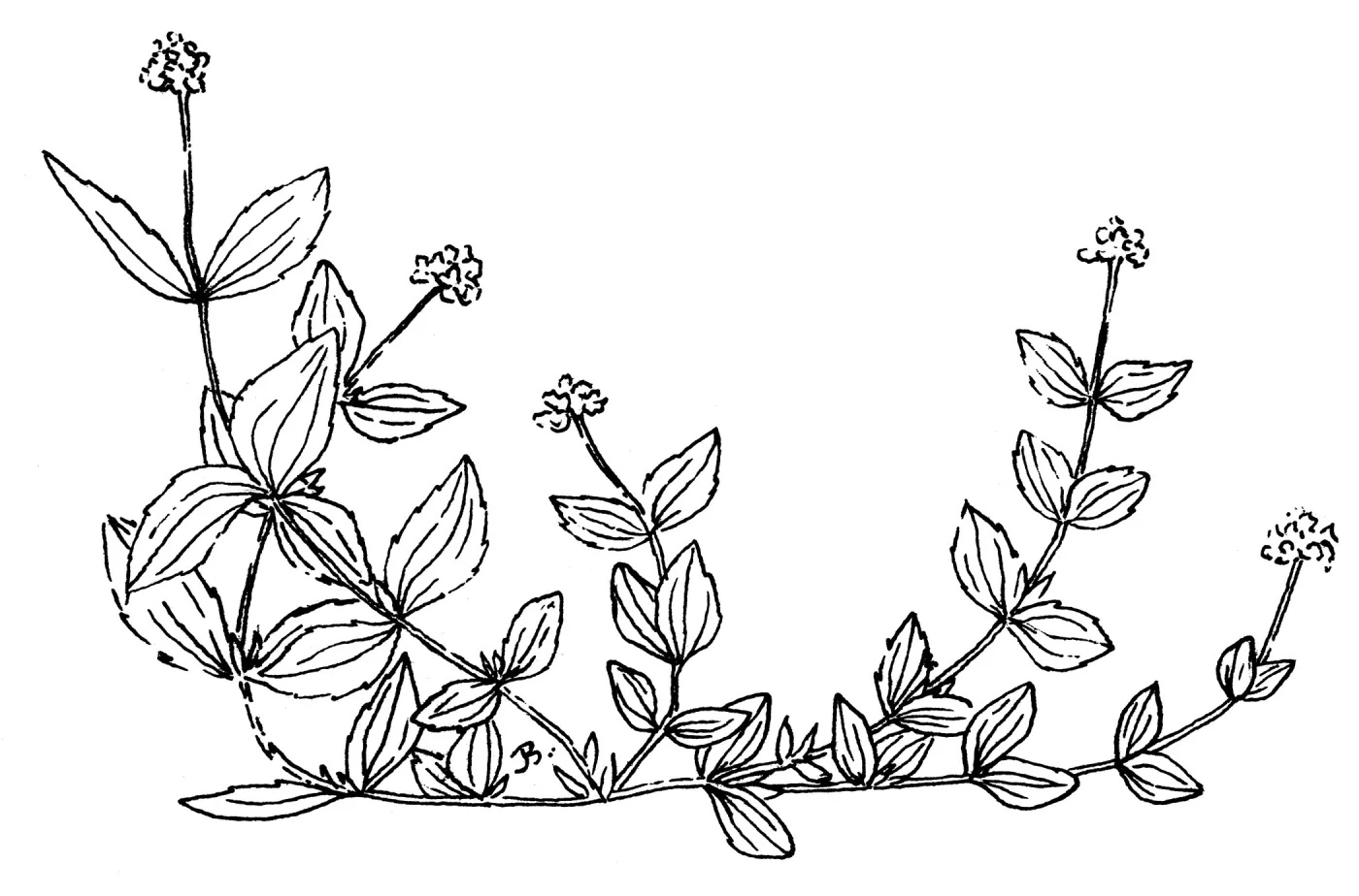 Yerba de Selva
