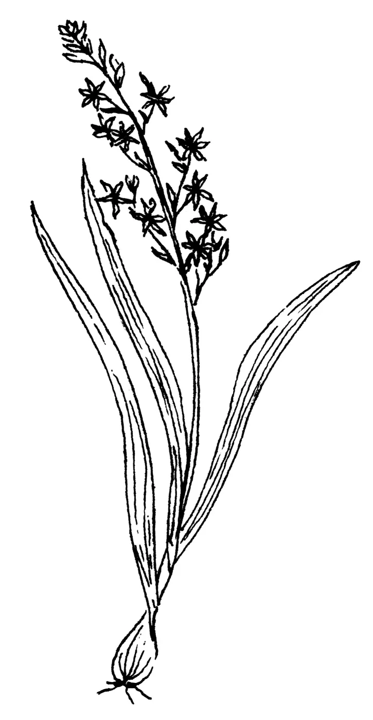 Zygadenus fremontii (Chaparral Zygadene)