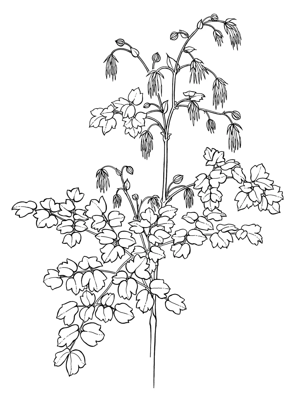 Meadow Rue