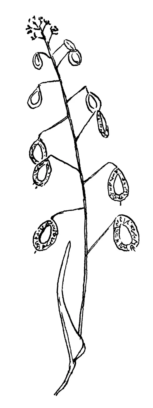 Lace Pod