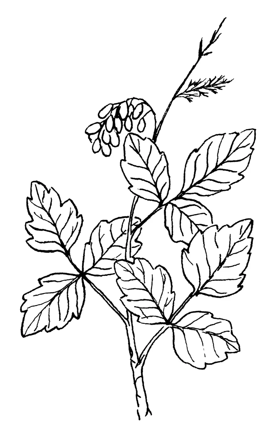 Poison Oak