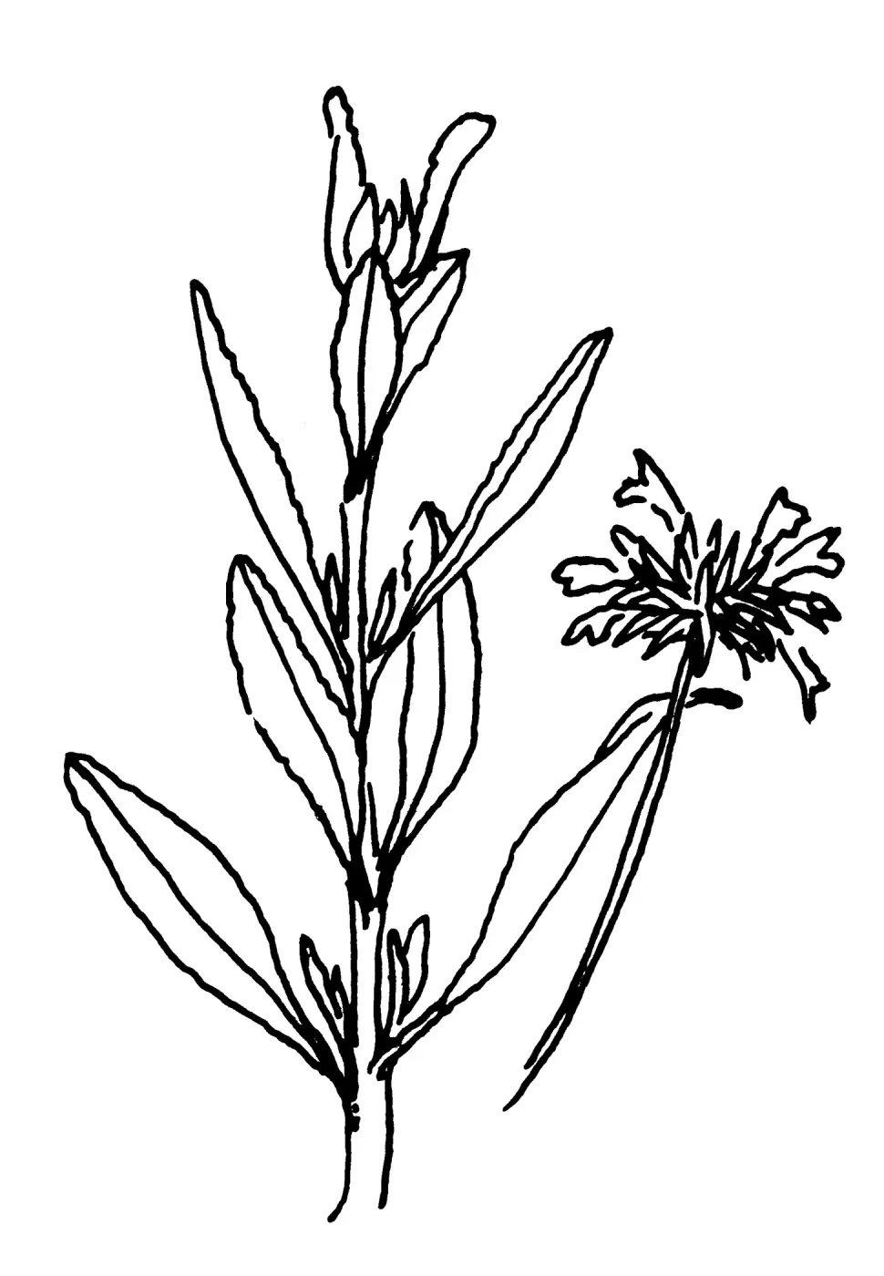 Salvia (sage)