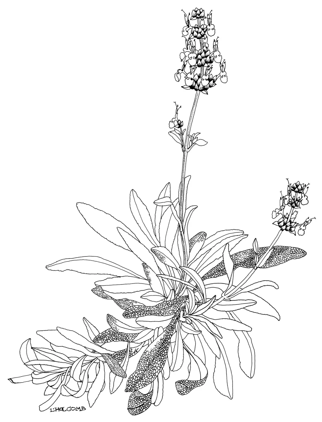 Salvia (Sage) Daras Choice