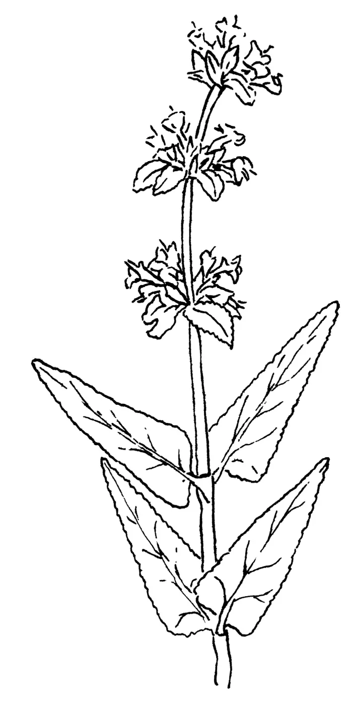 Purple Sage