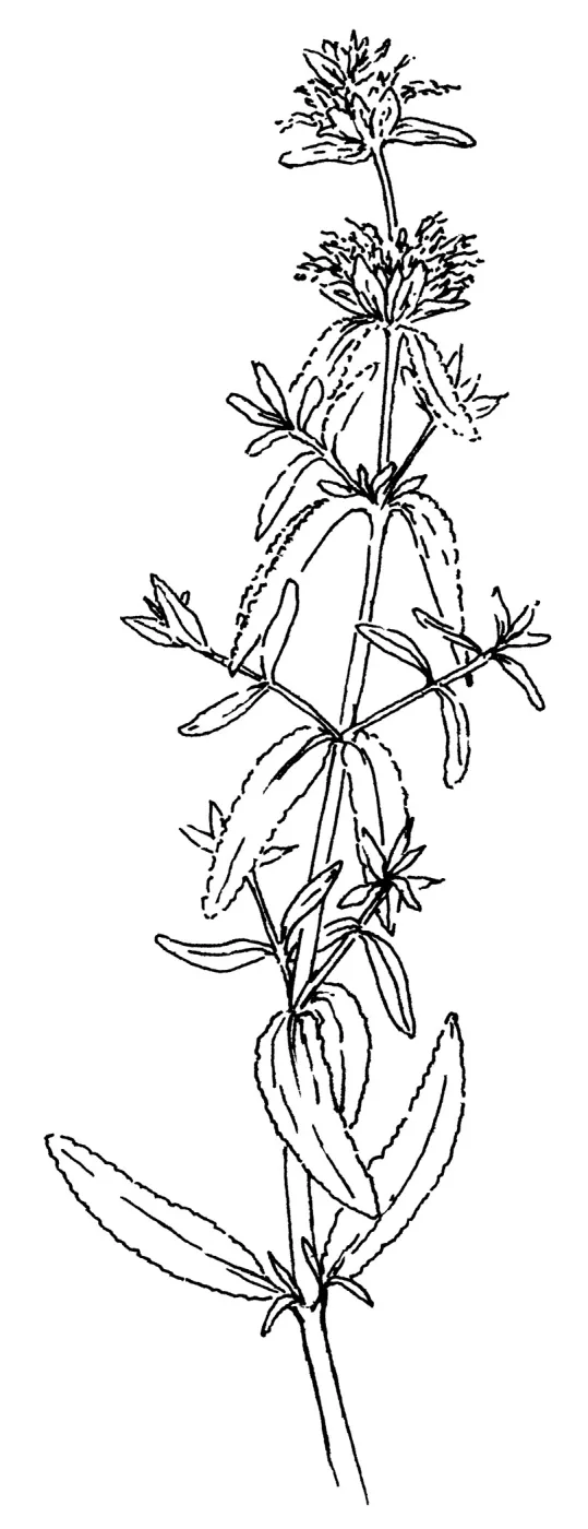 Purple Sage