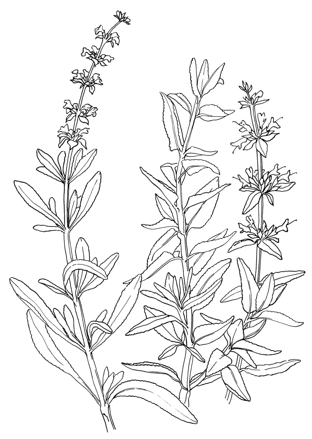 Black Sage and Purple Sage