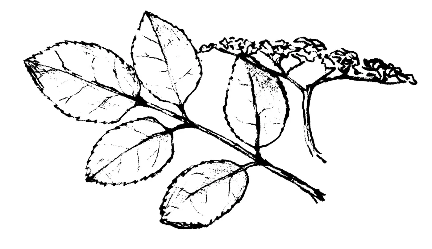 Elderberry (Sambucus mexicana)