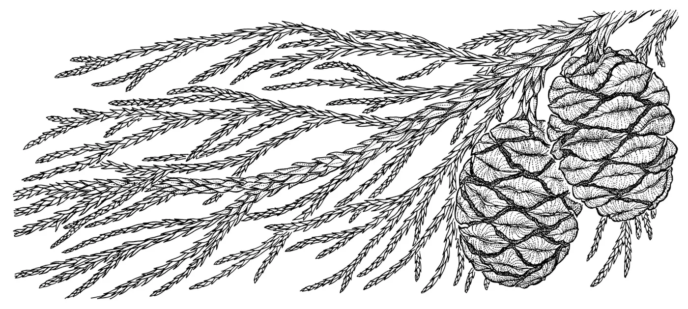 Giant Sequoia, Sequoiadendron gigantea