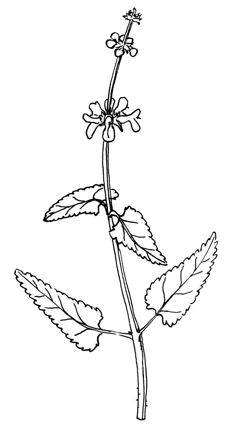Wood Mint