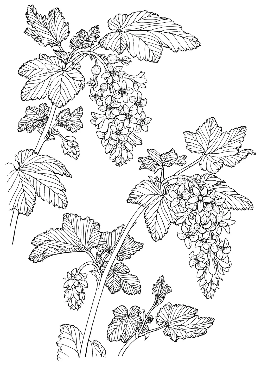 Pink Flowering Currant