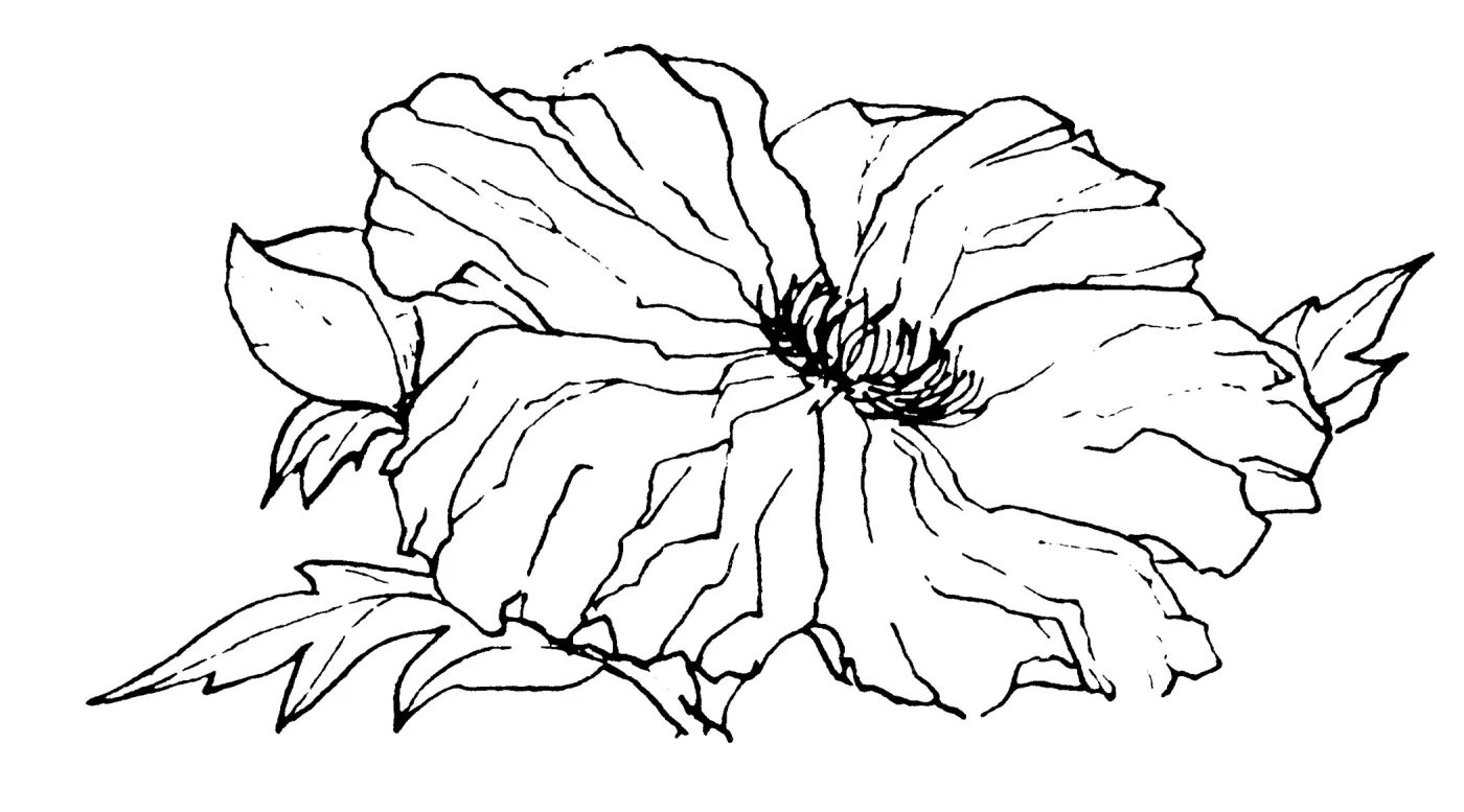 Matilija Poppy