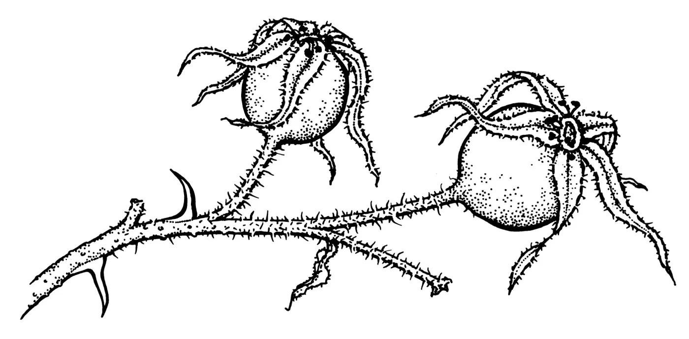 California Wild Rose