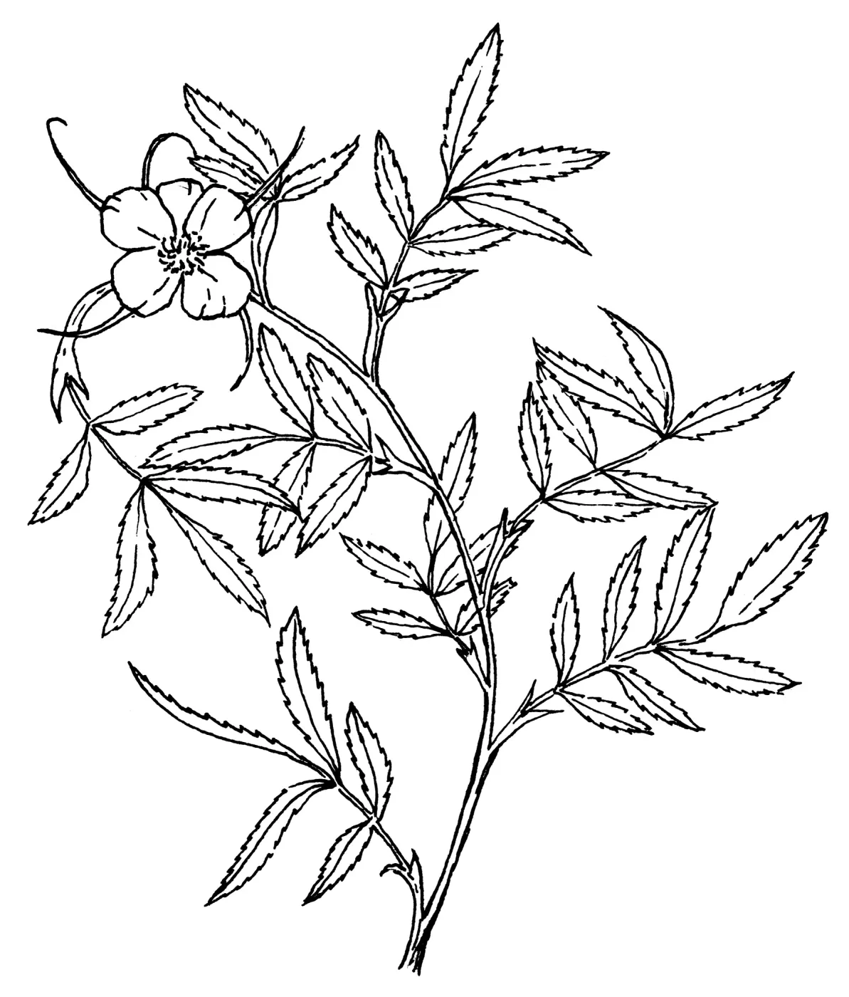 Cluster Rose